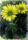 Flores amarillas.