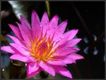 Flor  de color fucsia.  lila.http://www.flickr.com/photos/ferlomu/3680649759.
