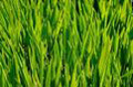 Hierba verde.
