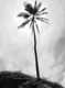 Palmera en blanco y negro.