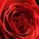 Rosa roja.