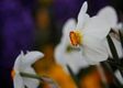 Flores blancas.