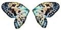 Atlas de mariposa.