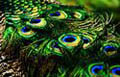 Plumas de pavo real color verde.