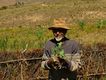 Anciano agricultor en el campo con un producto de su cosecha en la mano.