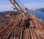 Varios palos de madera utilizados para construir un puerto.