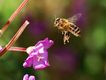 Abeja volando.