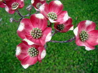 Flores.
