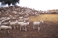 Ovejas en un cercado.