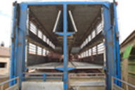 Camión transporte animales vivos. Un camión especial para transportar animales vivos con varios dispositivos de sujeción.