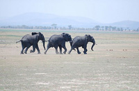 Elefantes en África.