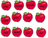 Dibujos de manzanas con un adjetivo en inglés escrito dentro.