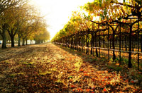 It was said that the best vines are grown in the south of France. Viñedos.