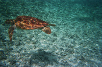 Tortuga marina en el fondo del mar.