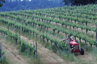 Tractor en un viñedo.