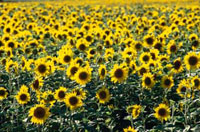 Campo de girasoles.