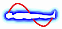 Imagen de la silueta, en azul,de un cuerpo humano en horizontal y una curva senoidal roja desde la cabeza hasta los pies describiendo un ciclo completo.