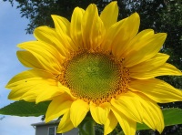 Primer plano de un girasol amarillo, con el fondo   del cielo y la copa de un arbol.