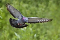 Imagen de una paloma, volando.