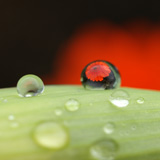 Aparecen unas gotas de agua sobre un materiál amarillo y un fondo rojo y negro. En una de las gotas se vé reflejada una margarita roja.