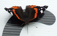 Mariposa negra con manchas rojas y blancas sobre un fondo blanco y negro.