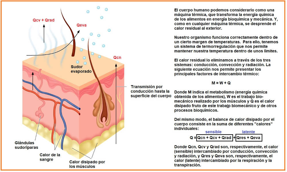 Termorregulación cutánea