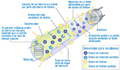 Imagen explicativa del funcionamiento de un tubo fluorescente.
