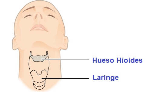El hueso hioides