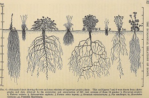 Ilustración de arboles con sus raices.