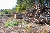 Imagen de un montón de troncos talados en un bosque.