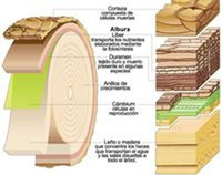 Estructura de la madera en un corte de testa de un árbol.