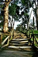 Imagen una escalera de madera en medio de un parque, rodeada de árboles, la escalera se ve desde la parte inferior, antes de empezar a subir.