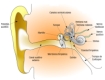 Corte sagital del sistema auditivo.