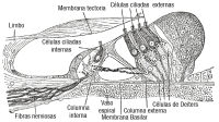 Corte transversal del órgano de Corti.