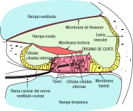 Detalle en color de un corte transversal de la cóclea, mostrando el órgano de Corti