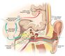 Corte sagital de la mitad izquierda de la cabeza que muestra la anatomía del sistema auditivo y el recorrido de la energía sonora desde el aire, pasando por la cóclea y desde aquí la energía eléctrica transportada por los nervios hasta la corteza auditiva.