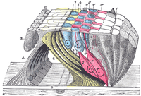 Corte transversal del Órgano de Corti.