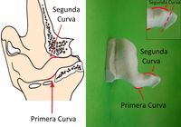 Gráfico que muestra a la izquierda la cavidad del oído y a la derecha la impresión, indicando en cada imagen la correspondencia de curvas.