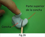 Imagen del corte de la parte superior de la concha.