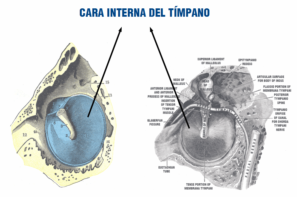 Cara interna del tímpano.