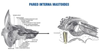 Pared interna mastoides