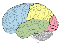 Lobulos cerebrales