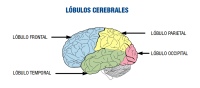 Lobulos cerebrales