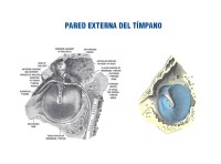 pared externa de la caja timpánica