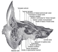 Corte mastoides