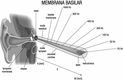 Imagen de la membrana basilar