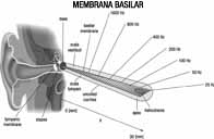 Imagen de la membrana basilar