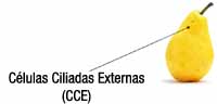 Imagen de una pera como células externas