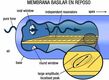 Imagen de la membrana basilar en reposo