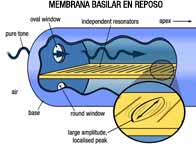 Imagen de la membrana basilar en reposo